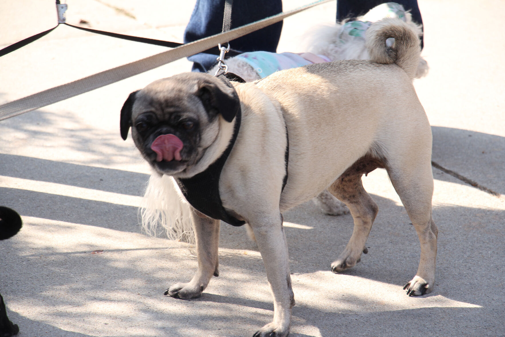 PHOTOS: Pet Blessing